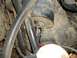 1993 Ford Bronco - Close-up view of engine compartment components, with a website watermark visible.