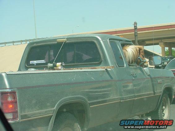 Horse with blonde mane sticking head out of pickup truck window
