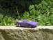 1989 Ford Probe photo