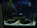 1988 Ford Bronco - This is a fish tank with various decorations and a single yellow fish swimming inside.