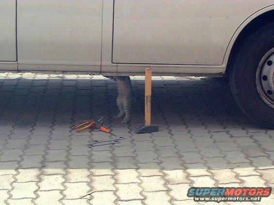 cat-mechanic.jpg 