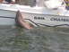 1979 Ford F-250 - A shark is partially out of the water next to a boat named BAHA CRUISER.