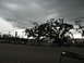 1995 Ford C-350 (Centurion Conversions) - A view of a parking lot filled with vehicles, overshadowed by a stormy sky and silhouetted trees.