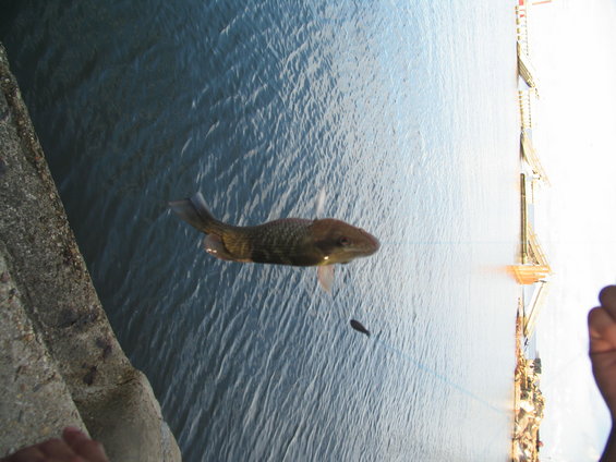 Fish swimming in rippling blue water, with a smaller fish below it. A concrete structure is on the left, and a bright, metallic structure is on the right