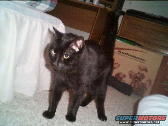 chester3.jpg chester again