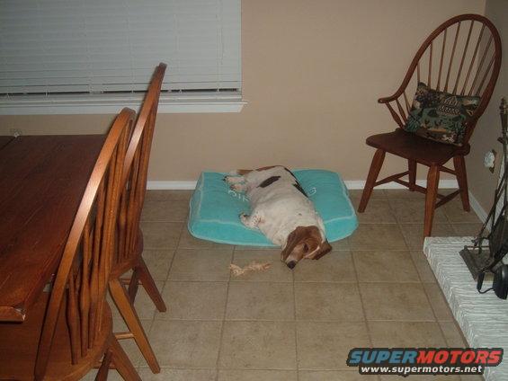 Basset Hound dog sleeping on a blue dog bed next to a wooden chair and dining table