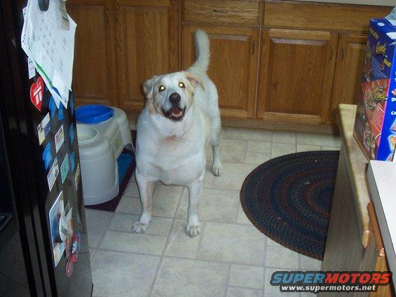White dog in a kitchen, standing on tile floor. Refrigerator on left, cabinets and counter on right