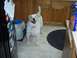 1994 Ford F-150 - A dog stands in a kitchen, looking towards the camera. A refrigerator and cabinets are visible.