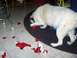 1994 Ford F-150 - A dog is caught in the act of destroying wrapping paper on the floor.