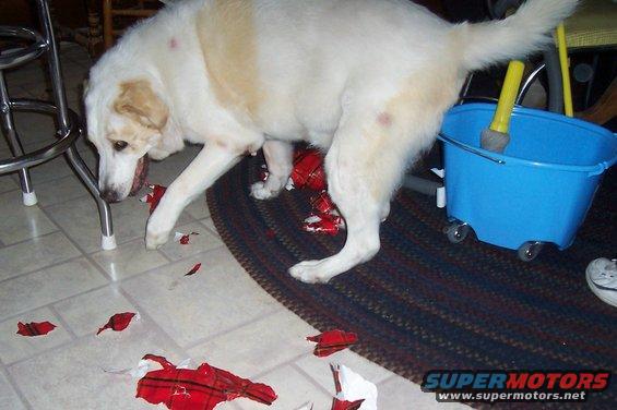 Large white and tan dog sniffing torn red plaid wrapping paper on a tiled floor