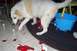 1994 Ford F-150 - Dog investigates shredded wrapping paper scattered on the floor next to a blue bucket.