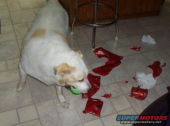 White and tan dog chews a green ball amidst torn red and white wrapping paper on a tiled floor