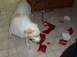 1994 Ford F-150 - A dog plays with a ball on a tiled floor scattered with torn wrapping paper.