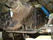 1995 Ford F-150 - NP435 4 speed and NP 205 transfer case ready to churn