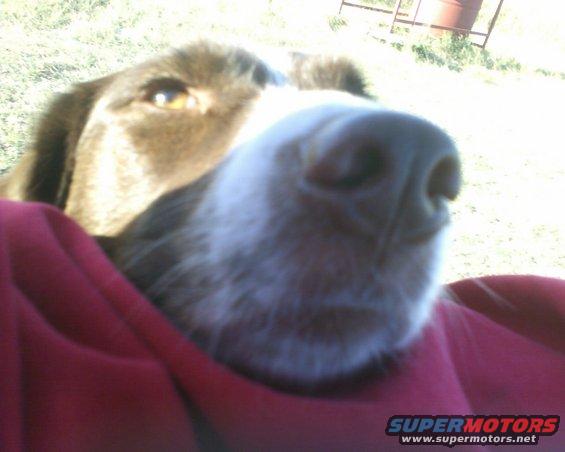 Dog's face close up, with a red blanket in the foreground