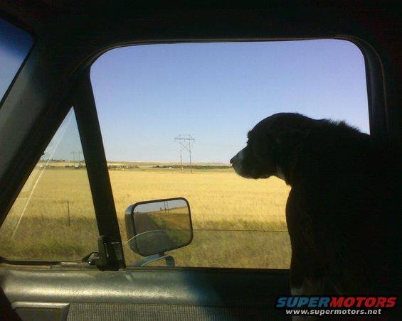 Dog looks out car window at yellow field and power lines