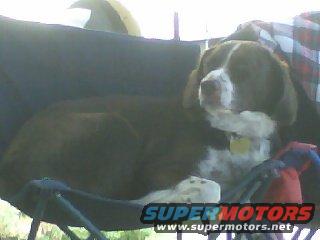 Dog chilling in a camping chair with a blanket