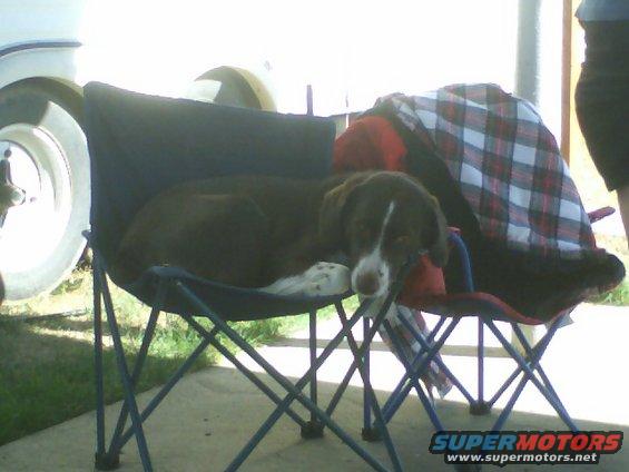 Brown and white dog resting on a blue folding chair with a plaid blanket