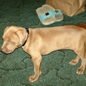8 weeks old