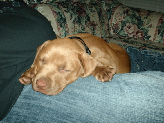8 weeks old