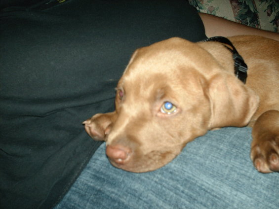 8 weeks old