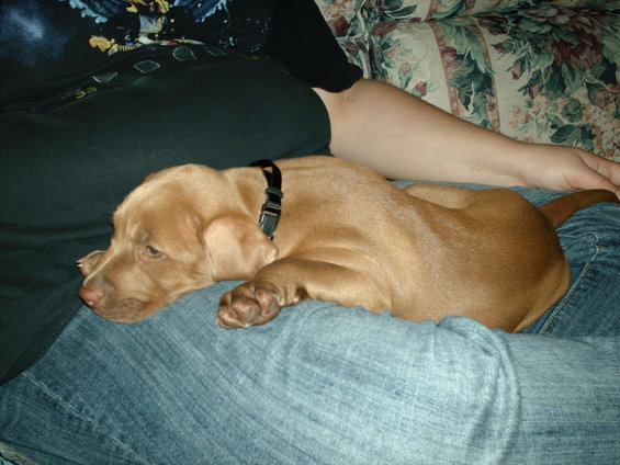 8 weeks old
