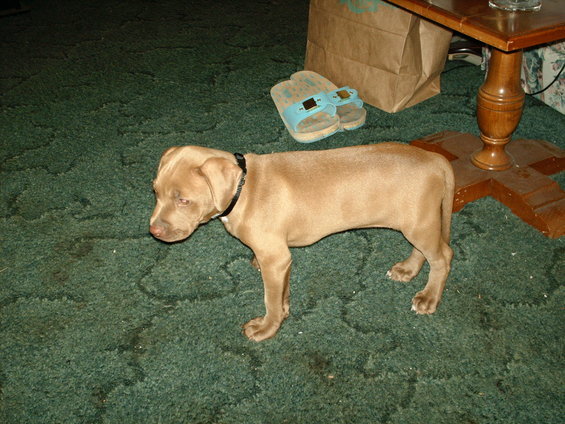 8 weeks old