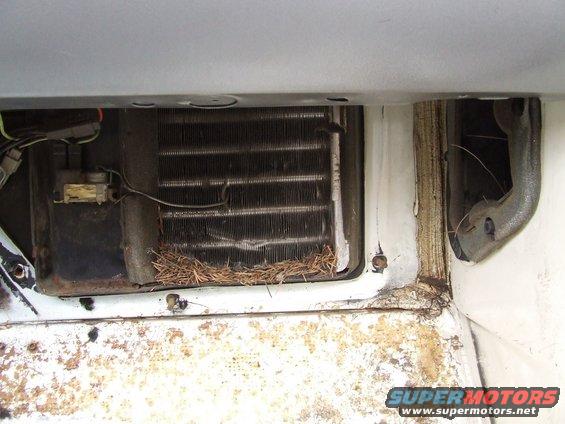 HVAC evaporator core filled with pine needles and debris, showing electrical connector