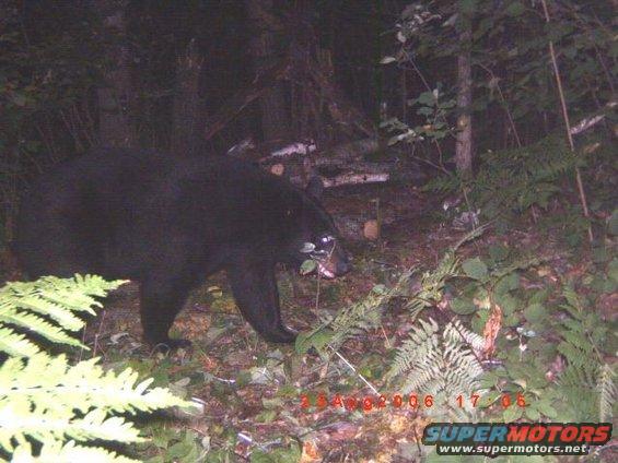lous-trailcam.jpg 