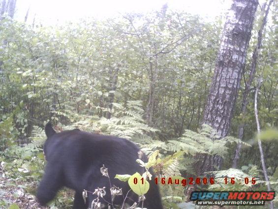 trailcam-bear1.jpg 