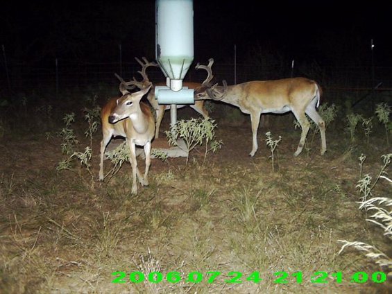 Two deer near a large white feeder at night. Date stamp reads 2006-07-24 21:21:00