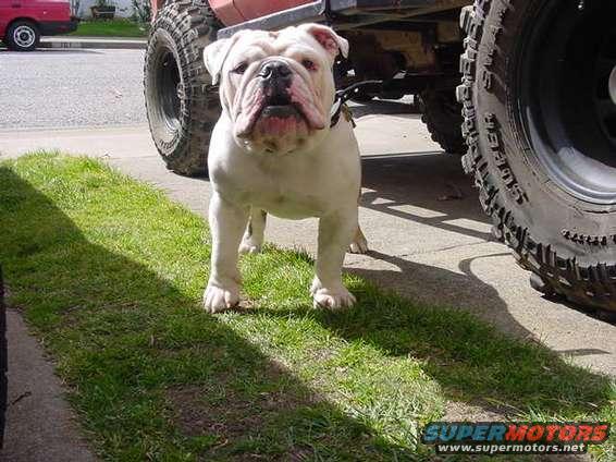 English Bulldog in front of a large off-road tire