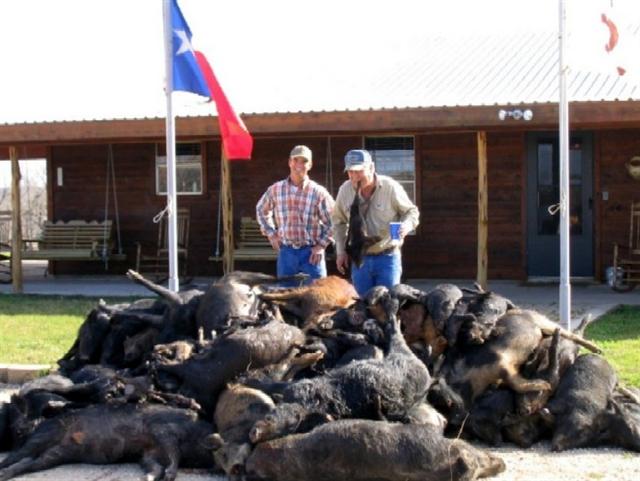 433619.jpg Allota Hoggies