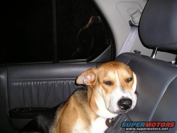Dog sitting in the back seat of a car