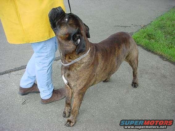 Brindle dog with white chest marking on a leash, standing next to a person's legs wearing blue jeans and brown shoes