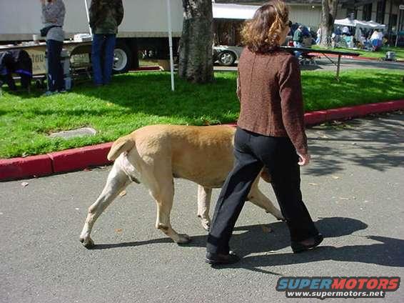 Woman walks a tan dog on a paved path, with people and tents in the background