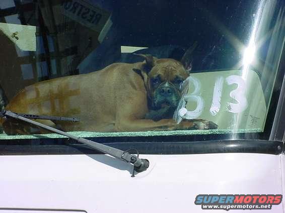 Boxer dog lying on a car dashboard, looking out the windshield. White numbers '313' are written on the glass
