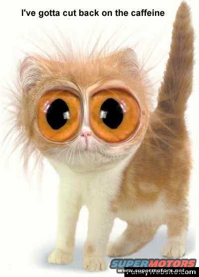 Kitten with huge orange eyes and text 'I've gotta cut back on the caffeine'