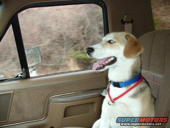 ginny-riding-in-truck.jpg 