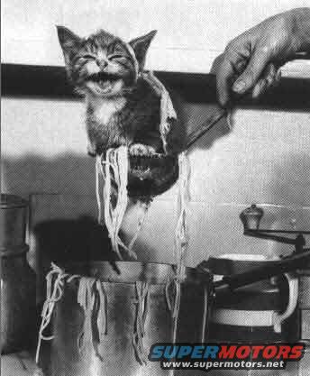 Kitten dangling from spaghetti, with a hand holding it