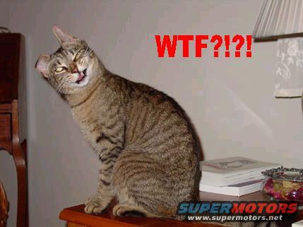 Tabby cat sitting on a table with red text 'WTF?!?!' above it and 'SUPERMOTORS.NET' at the bottom