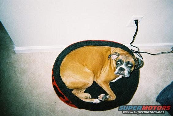 Boxer dog resting in a round bed, with a power cord plugged into the wall