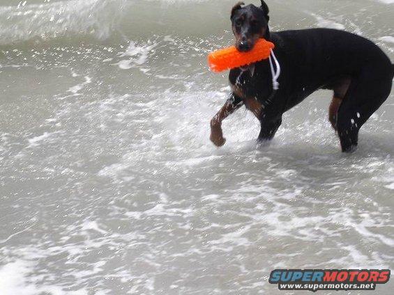 Black Doberman Pinscher running in the ocean with an orange toy in its mouth
