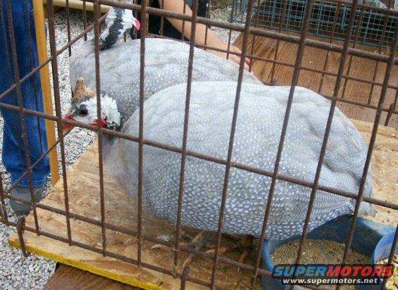 guineas.jpg Guinea hens