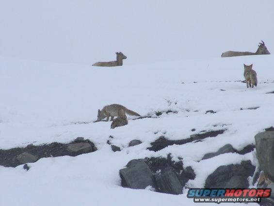 Wildlife in a snowy landscape with a fox, a deer, and a goat