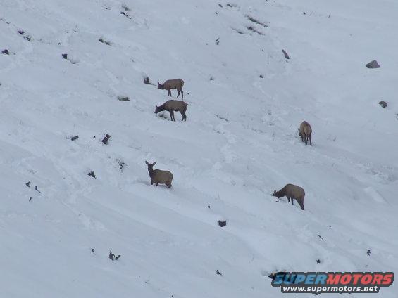 several elk grazing on a snow-covered mountainside