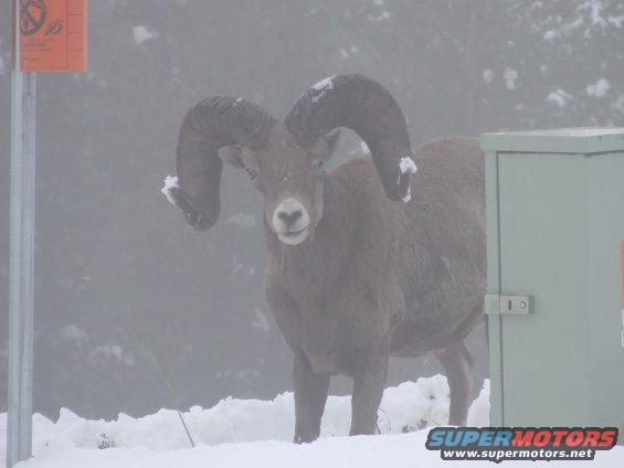 Bighorn sheep with large curled horns stands in snow near a utility box and a signpost