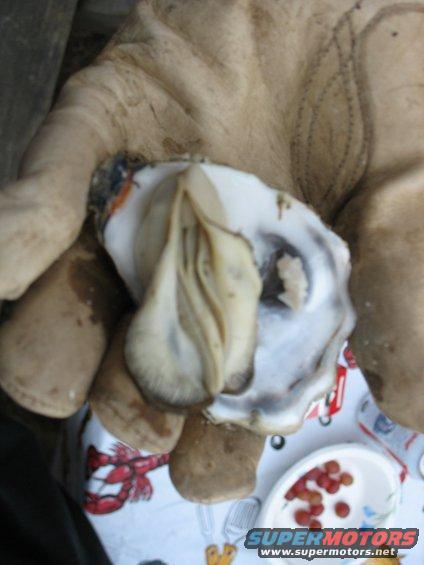 oyster.jpg 