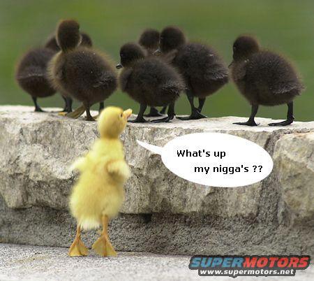 yellow duckling stands in front of a group of dark ducklings on a stone wall. A speech bubble says 'What's up my nigga's ??'