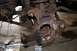 1987 Ford Bronco - It'll clean up good, Really!